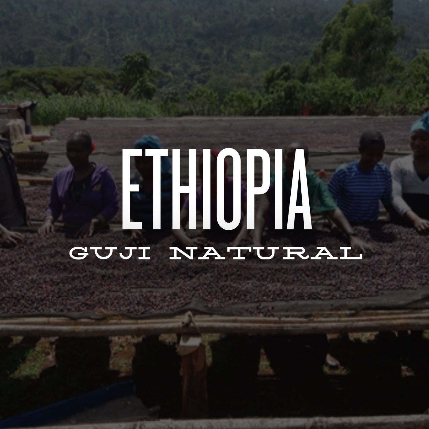 ETHIOPIA GUJI
