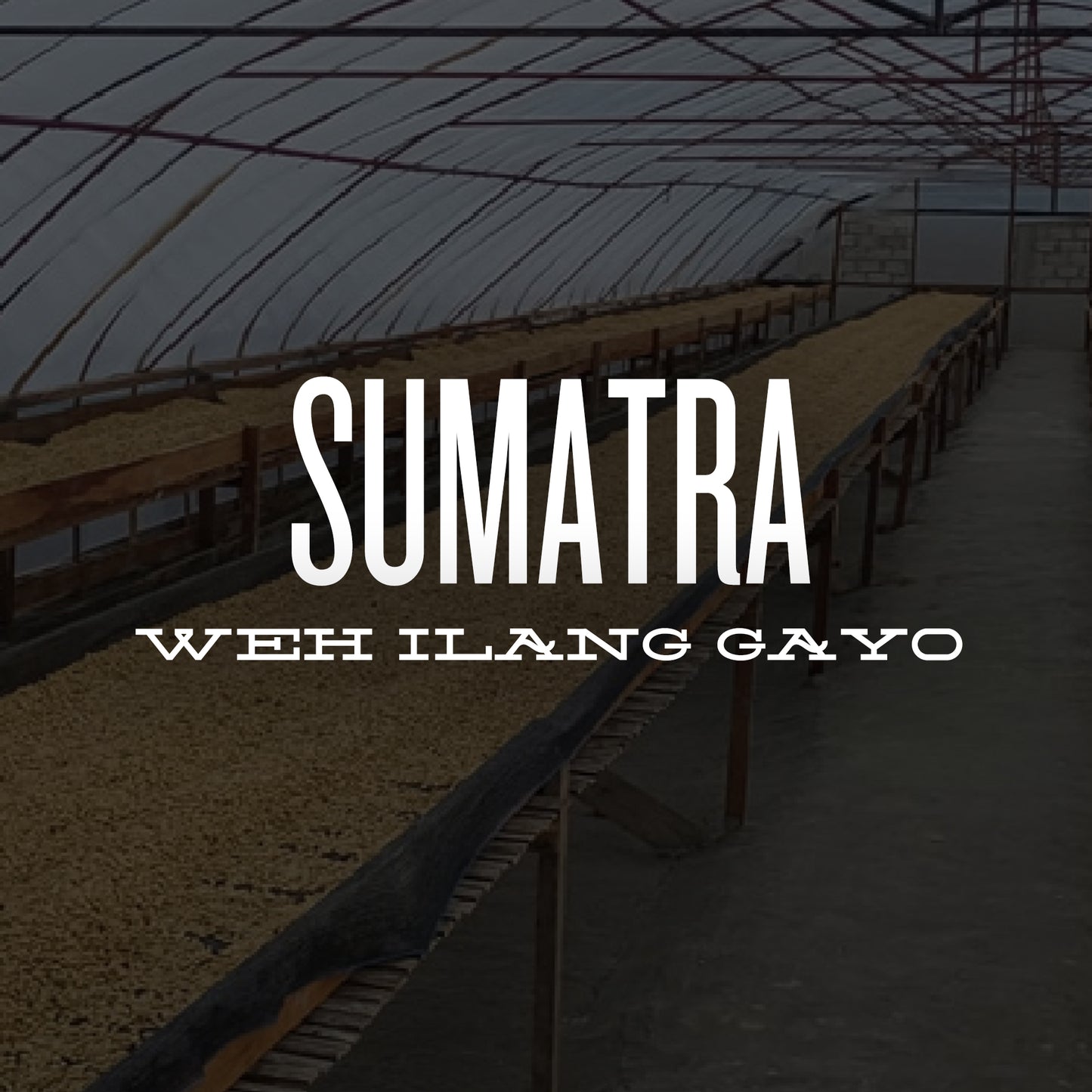 SUMATRA WEH ILANG GAYO