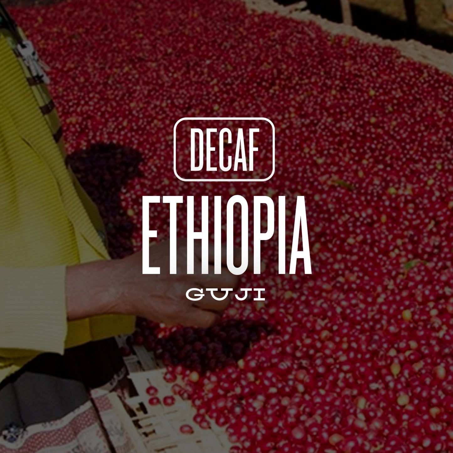 DECAF ETHIOPIA GUJI - SWISS WATER PROCESS