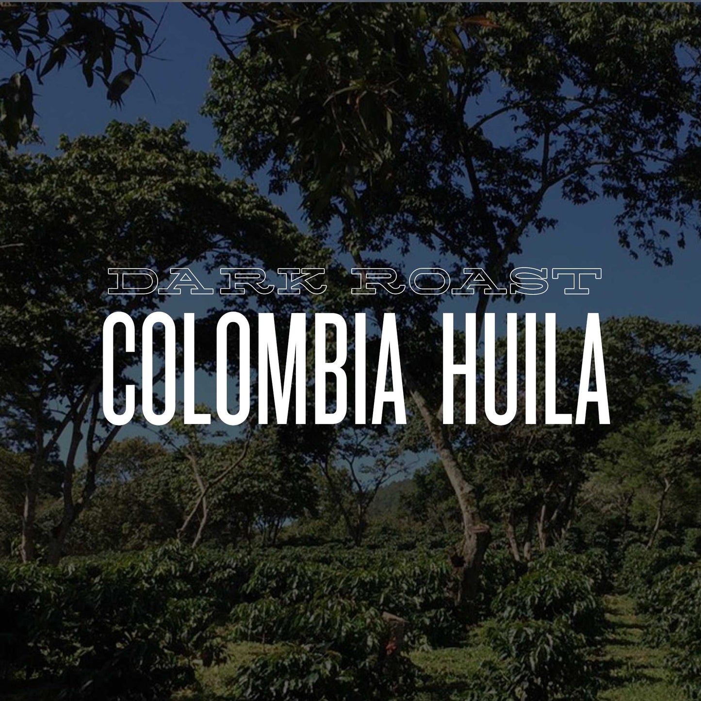 DARK ROAST COLOMBIA HUILA EL TIPLE